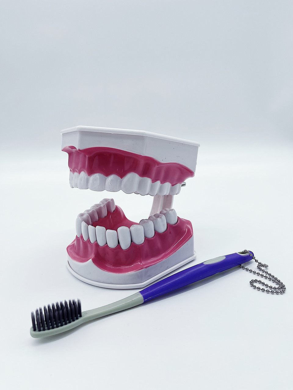 Модель щелеп демонстраційна з зубною щіткою, фото 1