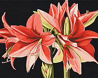 Картина Рисование по номерам Цветы Холст на подрамнике Амариллис © Anastasiia Osmolovska 40x50 Brushme BS53725