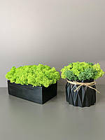 Набір із 2-х кашпо із мохом/декор для дому/мох/стабілізовані рослини/на подарунок/гіпсові вироби