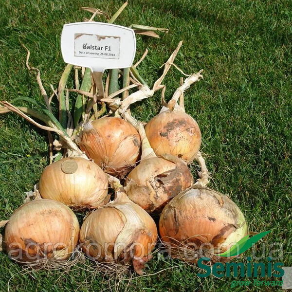 Сеншуй Еллоу цибулю озимий 250 000 сем. Cora Seeds, фото 1
