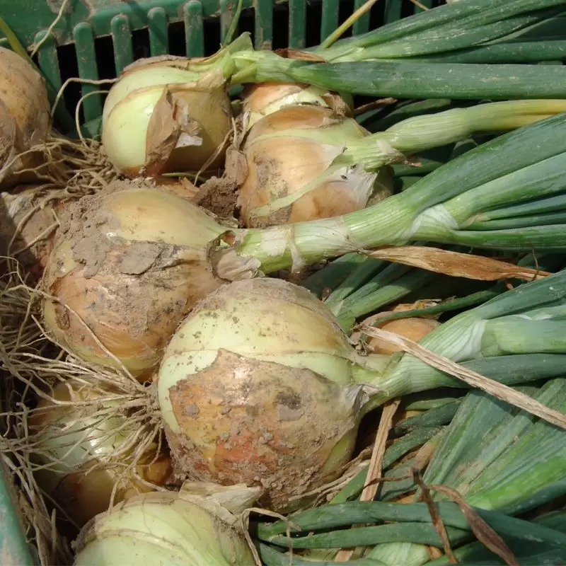 Августа насіння цибулі озимої ріпчастої, 1кг Moravoseed, фото 1