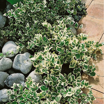 Бруслина форчуна Емералд Гаєті (Emerald Gaiety) p9