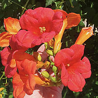 Кампсис, текома Фламенко, Campsis radicans Flamenco