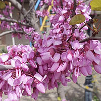 Церсис европейский, Cercis siliquastrum