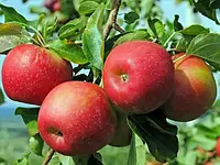 Саджанці яблуні "Горець" (Джонагоред)