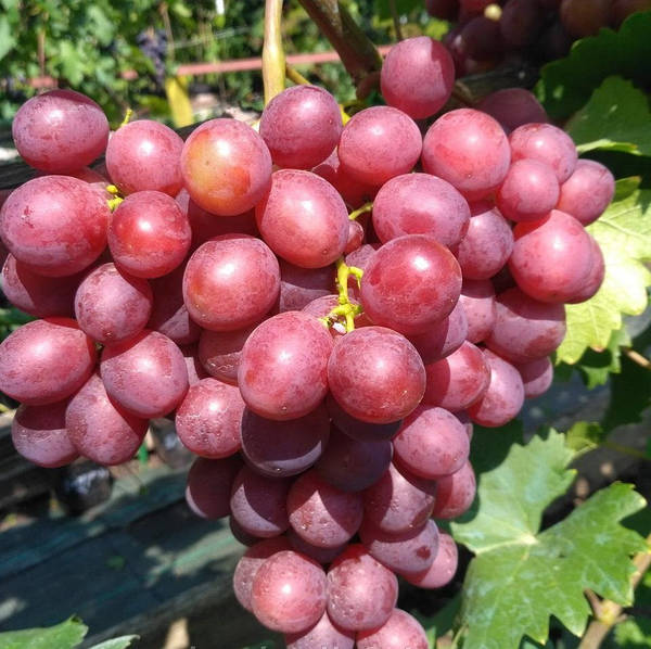 Саджанці винограду