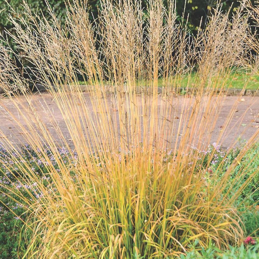Саджанці Молінії очеретяної Віндшпіль (Molinia arundinacea Windspiel) Р9