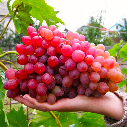 Саджанці винограду "Фаетон"
