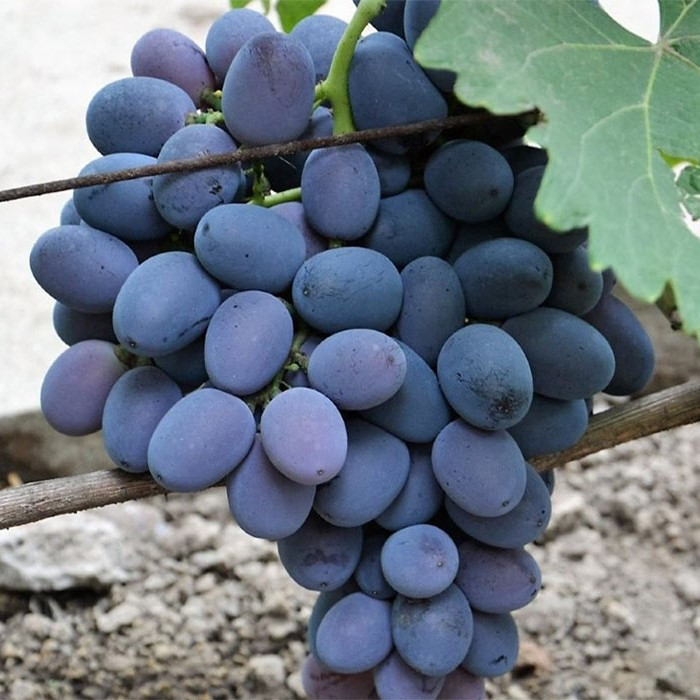 Саджанці винограду "Фуршетний", фото 1