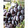 Саджанці винограду "Оріон", фото 3