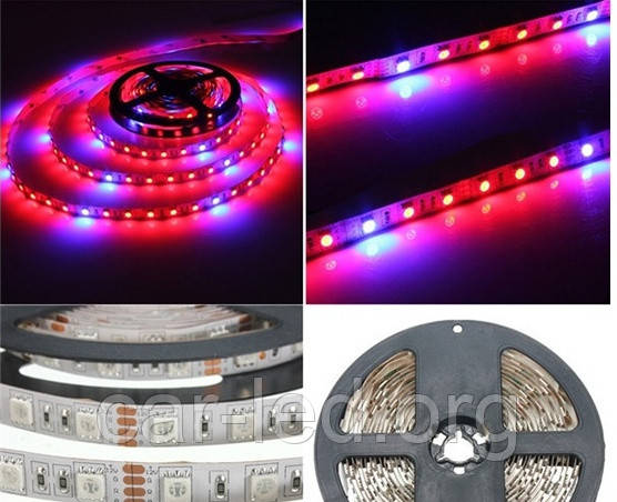 Світлодіодна фіто стрічка SMD 5050 (60 LED / m)  660-460nm (4:1)  IP20 Premium