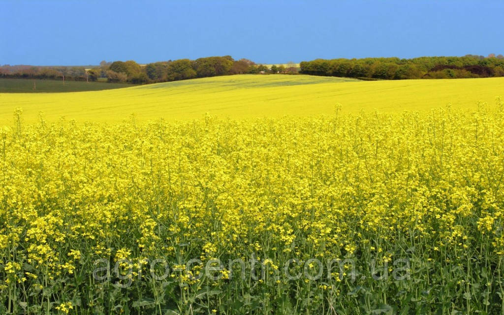 Прибирання врожаю ріпаку