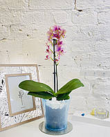 Горшок для орхидеи прозрачный тонированный голубой с прозрачной вставкой (двойной) 1,8л