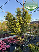 Acer palmatum, Клен пальмолистий,WRB - ком/сітка,140-160см