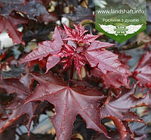 Acer platanoides 'Crimson Sentry', Клен гостролистий 'Крімсон Сентрі',TG8-10,BR - голий корінь