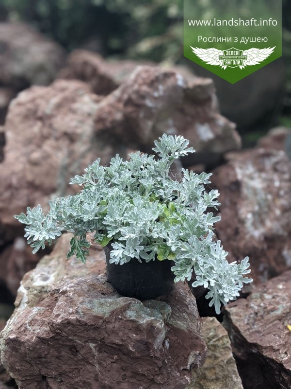 Artemisia stelleriana 'Silver Brocade', Полін Стеллера 'Сілвер Брокейд', C2 — гірник 2 л