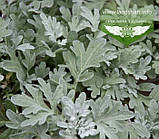 Artemisia stelleriana 'Silver Brocade', Полін Стеллера 'Сілвер Брокейд', C2 — гірник 2 л, фото 3