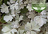 Artemisia stelleriana 'Silver Brocade', Полін Стеллера 'Сілвер Брокейд', C2 — гірник 2 л, фото 4