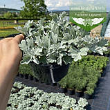 Artemisia stelleriana 'Silver Brocade', Полін Стеллера 'Сілвер Брокейд', C2 — гірник 2 л, фото 6