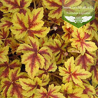 Heucherella 'Gold Zebra', Гейхерела 'Голд Зебра", P9 — гірник 9х9х9