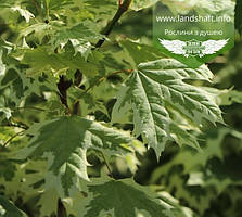 Acer platanoides 'Drummondii', Клен гостролистий 'Друмонді',TG8-10,BR - голий корінь