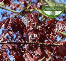 Acer platanoides 'Faassen's Black', Клен гостролистий 'Фаасенс Блек',TG8-10,BR - голий корінь