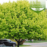 Acer platanoides 'Princeton Gold', Клен гостролистий 'Прінстон Голд',WRB - ком/сітка,TG4-6,200-250см