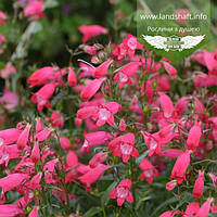 Penstemon x mexicali 'Carillo Red', Пенстемон мексікальский 'Каріло Ред',C2 - горщик 2л