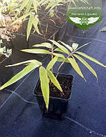 Phyllostachys pubescens, Бамбук велетенський,C30-C35 - горщик 30-35л