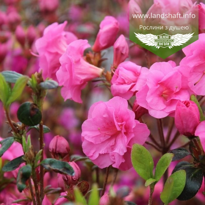 Azalea japonica 'Babuschka', Азалія японська 'Бабушка',C2 - горщик 2л