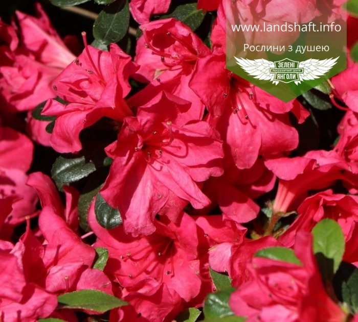 Azalea japonica 'Canzonetta', Азалія японська 'Канцонетта',C2 - горщик 2л