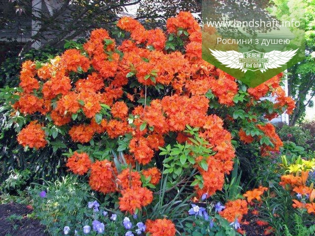 Azalea japonica 'Drapa Orange', Азалія японська 'Драпа Оранж',C2 - горщик 2л