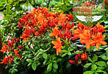 Azalea japonica 'Drapa Orange', Азалія японська 'Драпа Оранж',C2 - горщик 2л, фото 2