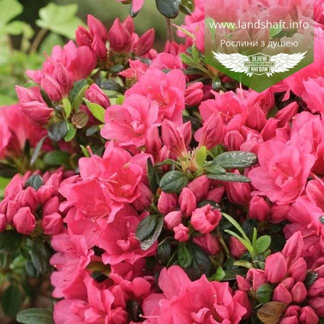 Azalea japonica 'Drapa Pink', Азалія японська 'Драпа Пінк',C2 - горщик 2л