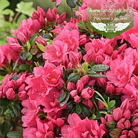 Azalea japonica 'Drapa Pink', Азалія японська 'Драпа Пінк',C2 - горщик 2л