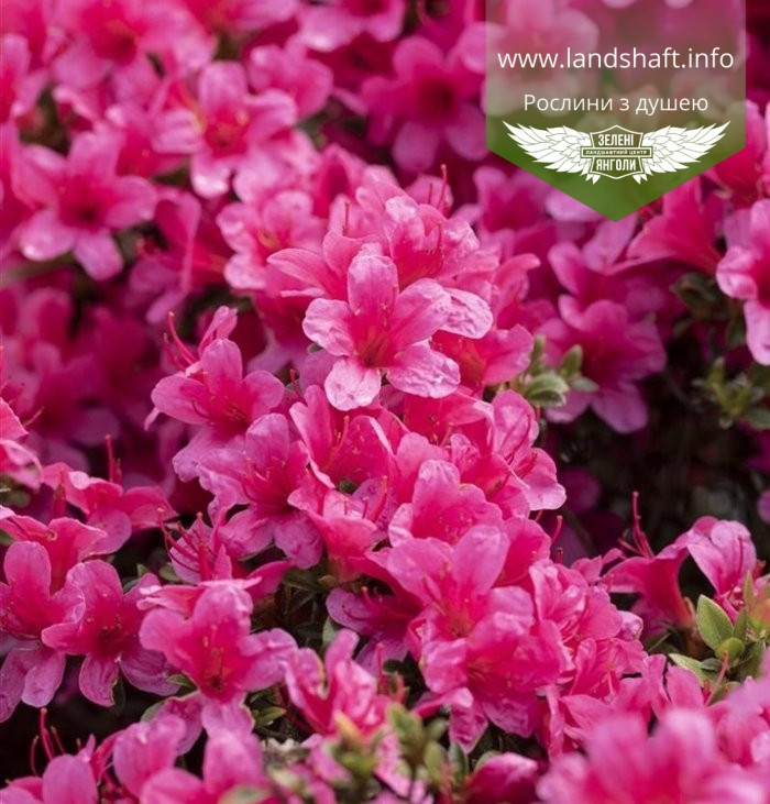 Azalea japonica 'Drapa', Азалія японська 'Драпа',C2 - горщик 2л