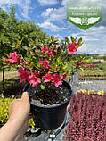 Azalea japonica 'Drapa', Азалія японська 'Драпа',C2 - горщик 2л, фото 2