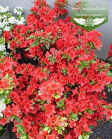 Azalea japonica 'Fridoline', Азалія японська 'Фрідолін',C2 - горщик 2л