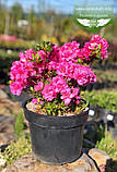 Azalea japonica 'Fridoline', Азалія японська 'Фрідолін',C2 - горщик 2л, фото 3