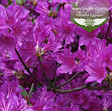 Azalea japonica 'Geisha Purple', Азалія японська 'Гейша Пьорпл',C2 - горщик 2л, фото 2