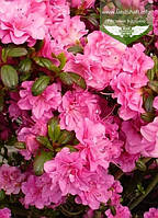 Azalea japonica 'Petticoat', Азалія японська 'Петікот',C2 - горщик 2л