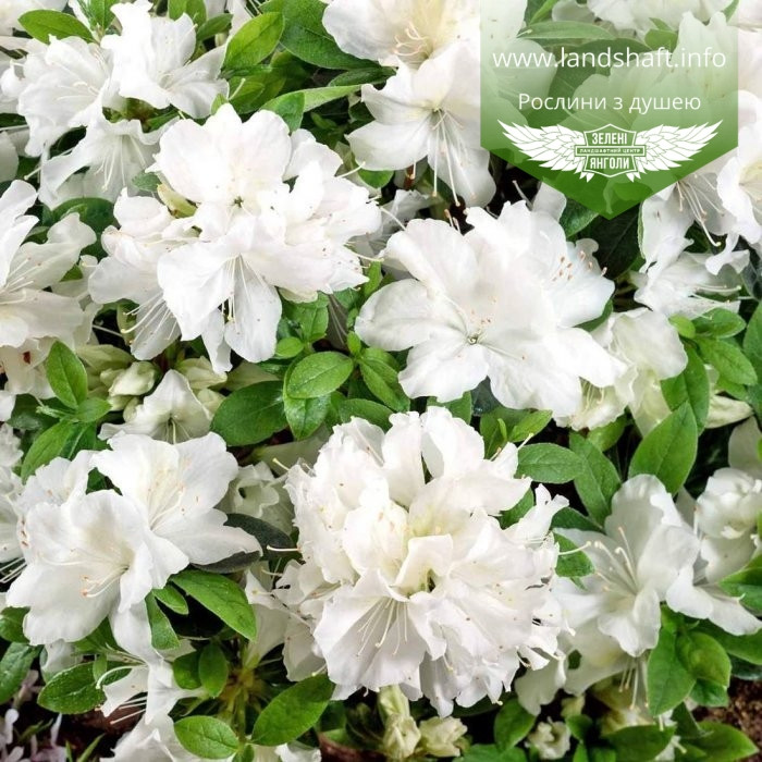 Azalea japonica 'Pleasent White', Азалія японська 'Плезент Вайт',C2 - горщик 2л