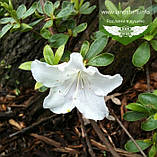 Azalea japonica 'Pleasent White', Азалія японська 'Плезент Вайт',C2 - горщик 2л, фото 3