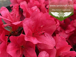 Azalea japonica 'Purpur Kissen', Азалія японська 'Пурпур Кіссен',C2 - горщик 2л