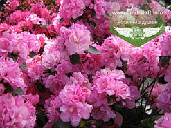 Azalea japonica 'Rosinetta', Азалія японська 'Росінетта',C2 - горщик 2л