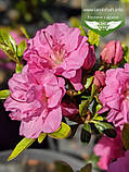 Azalea japonica 'Rosinetta', Азалія японська 'Росінетта',C2 - горщик 2л, фото 5