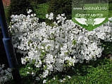 Azalea japonica 'Schneeperle', Азалія японська 'Шнееперле',C2 - горщик 2л, фото 3