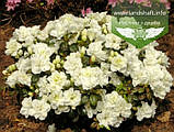 Azalea japonica 'Schneeperle', Азалія японська 'Шнееперле',C2 - горщик 2л, фото 6