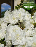 Azalea japonica 'Schneeperle', Азалія японська 'Шнееперле',C5 - горщик 5л, фото 2
