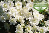 Azalea japonica 'Schneeperle', Азалія японська 'Шнееперле',C5 - горщик 5л, фото 4